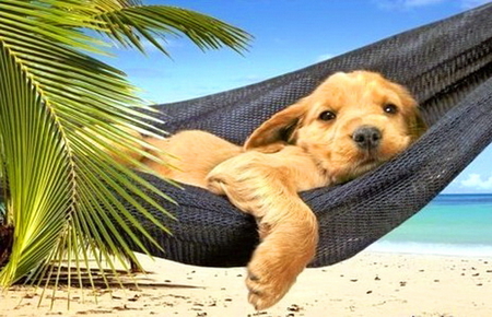 summer volume lazy